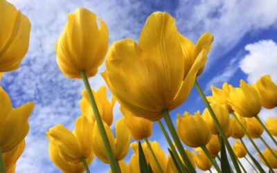 Increased cooperation for reduced emissions in the Netherlands