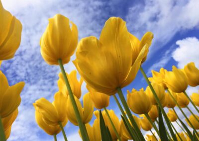 Increased cooperation for reduced emissions in the Netherlands